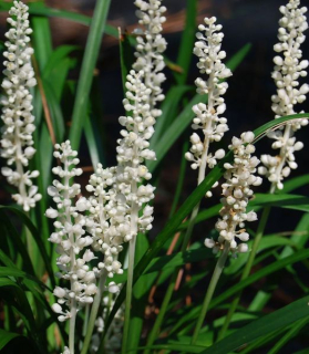 Liriope muscari 'Monroe White'